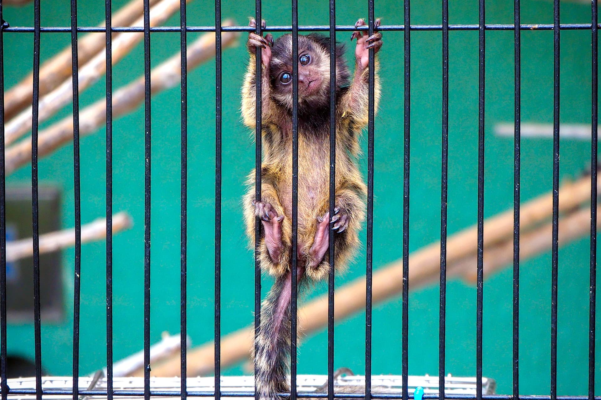 遊亀公園附属動物園で可愛い赤ちゃん続々誕生 & 6/30(日)「アニマルマルシェ」開催