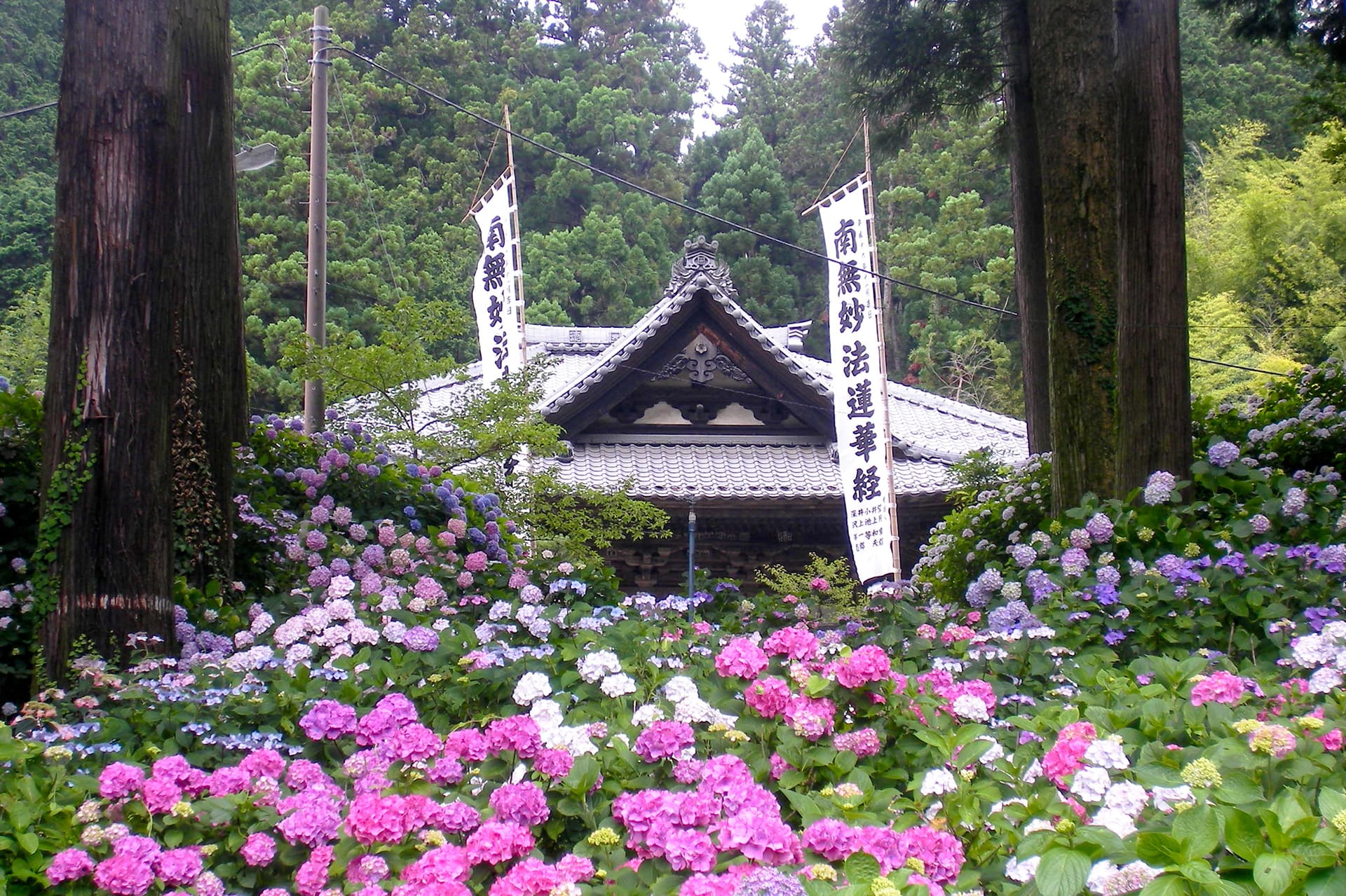 約2万本のあじさいが咲き乱れる小室山妙法寺あじさい祭り開催中!