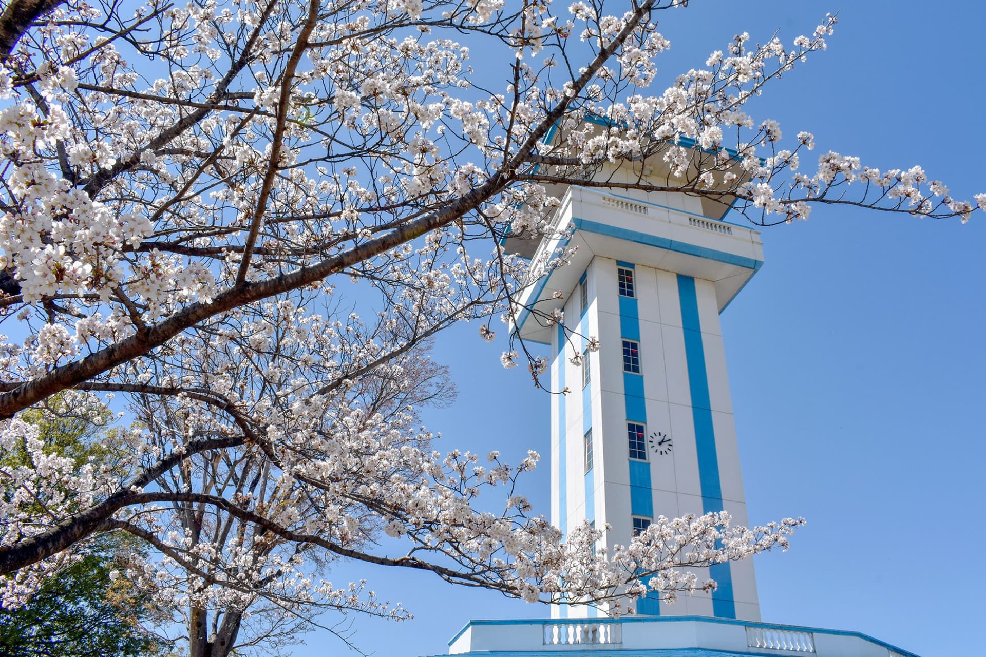 ドラゴンパークの桜【甲斐市】 1