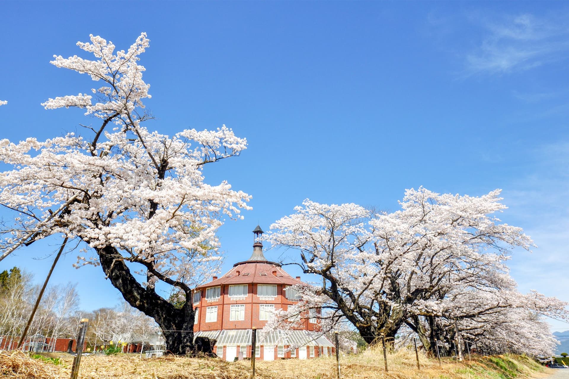 清春芸術村の桜【北杜市】 1