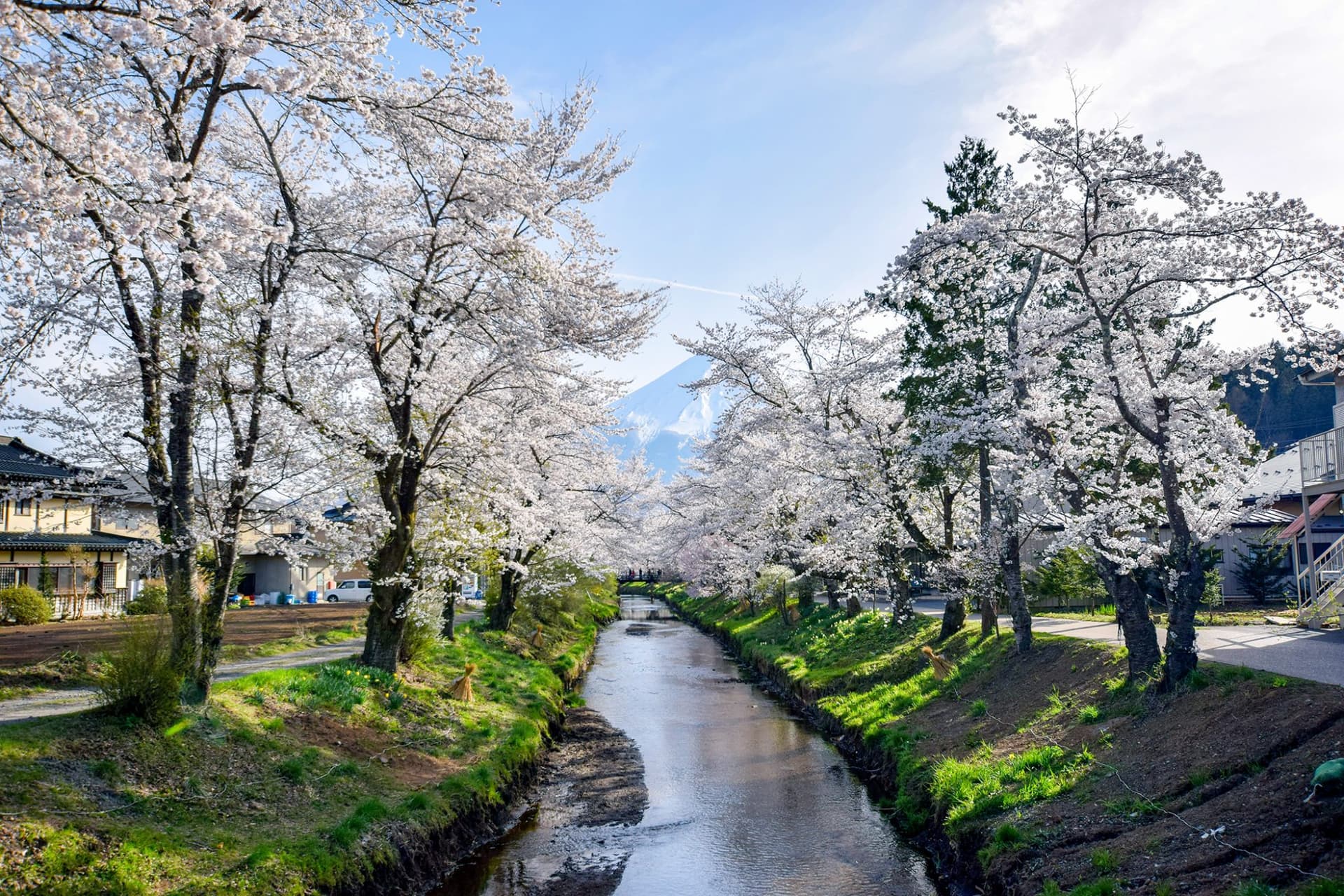 新名庄川沿いの桜【忍野村】 1
