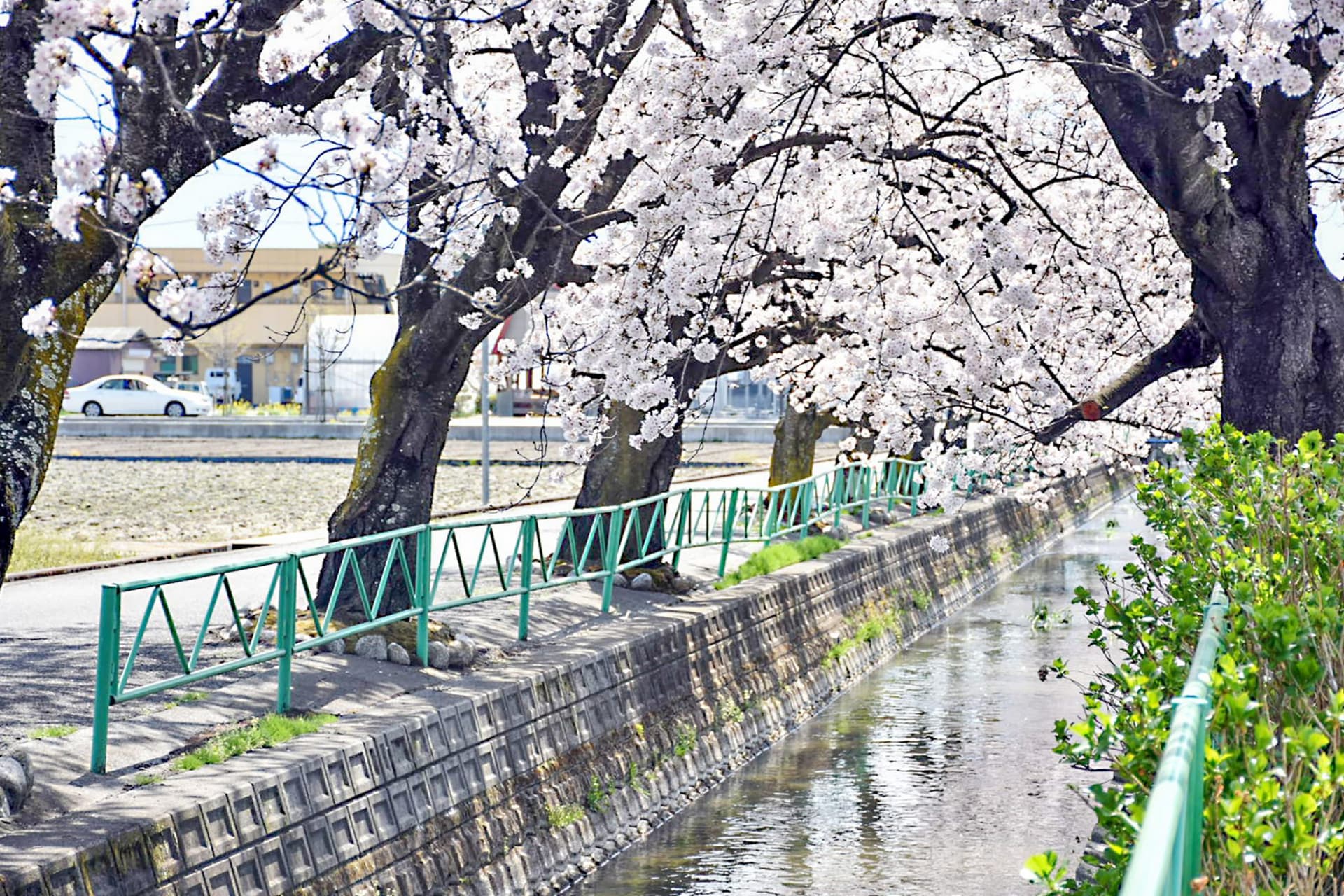 山伏川の桜並木【昭和町】 1