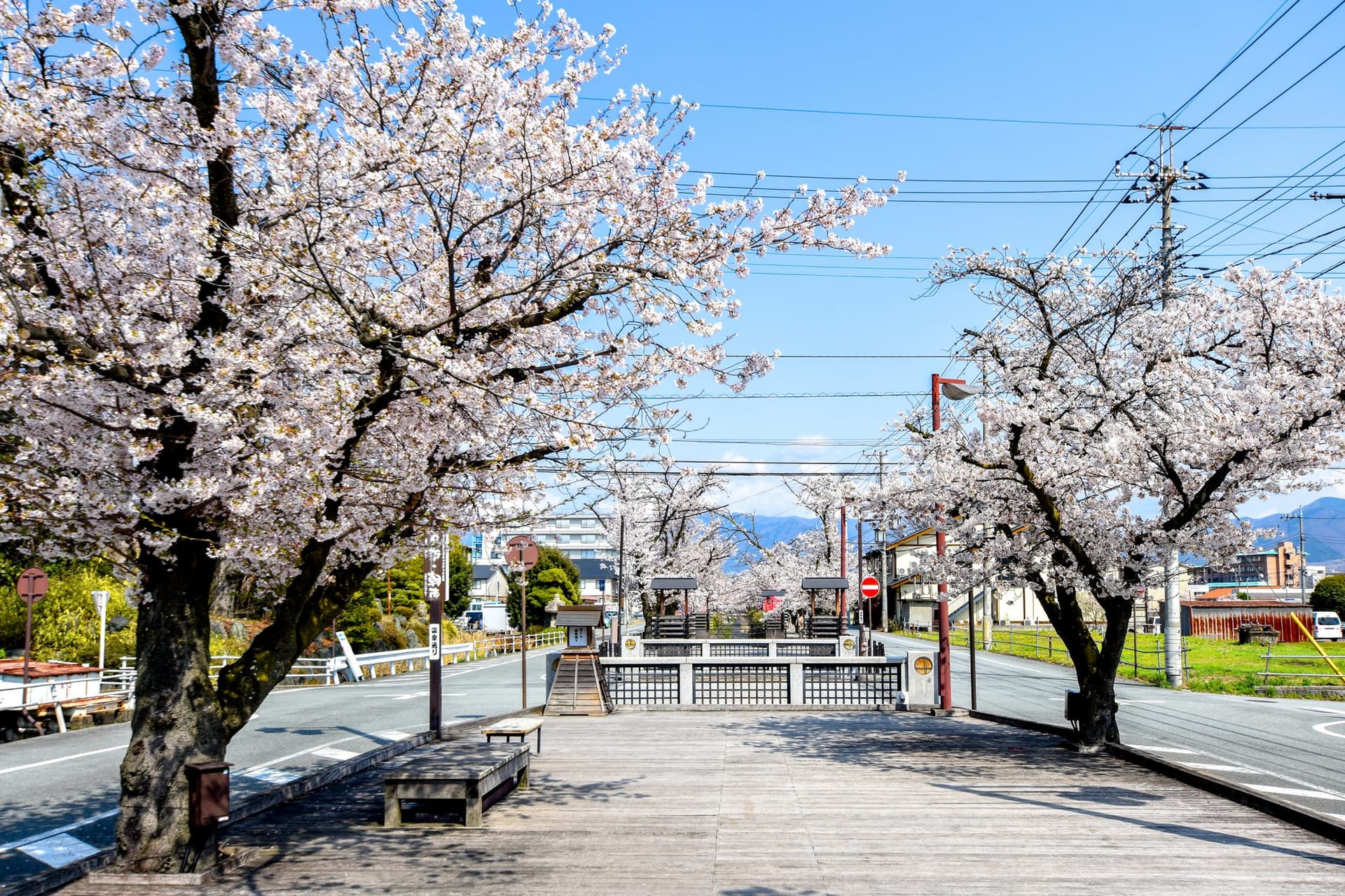 石和温泉さくら通りの桜【笛吹市】 1
