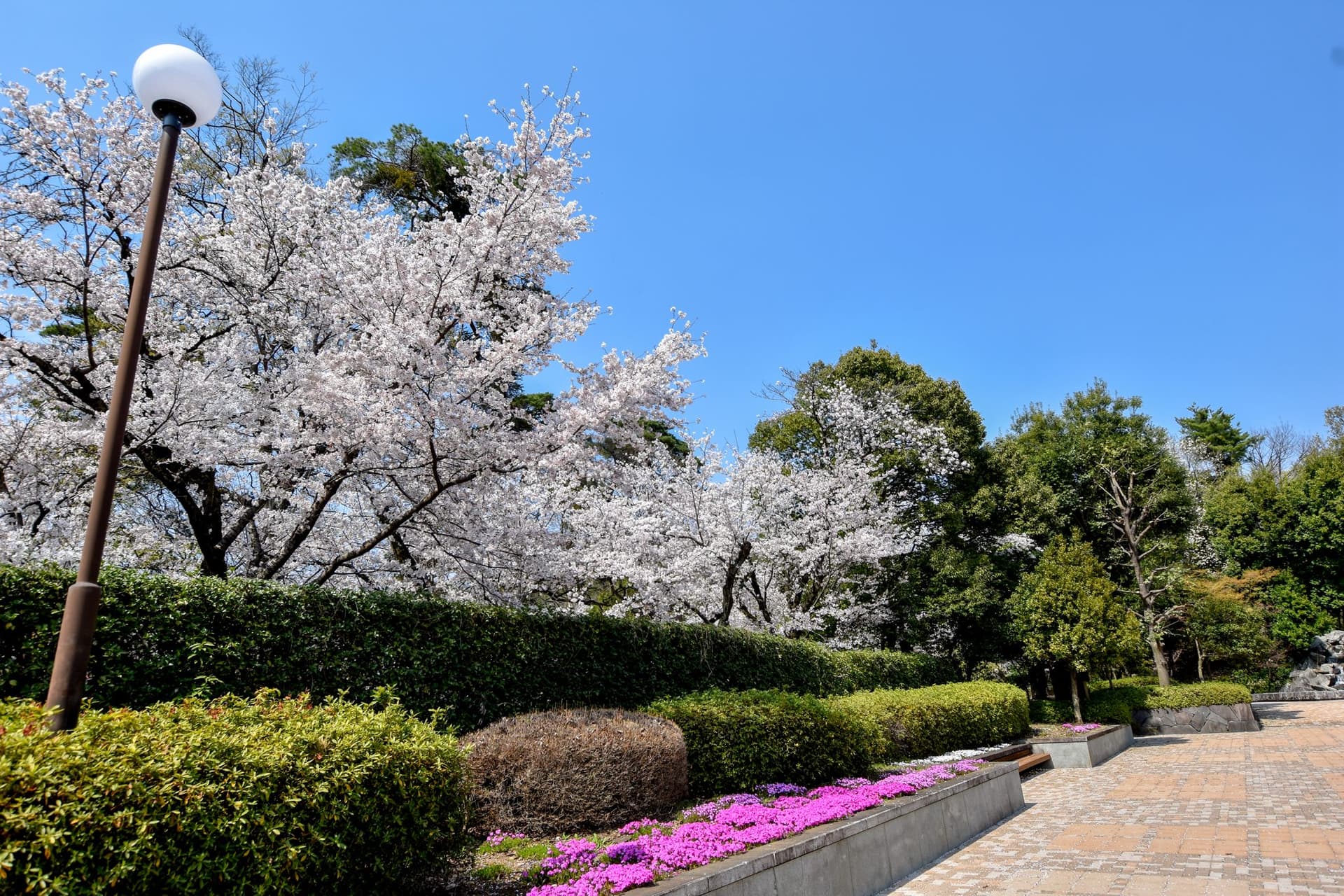 万力公園の桜【山梨市】 1