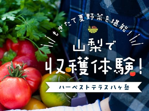 ハーベストテラス八ヶ岳で収穫体験~山梨の夏野菜を味わう〜