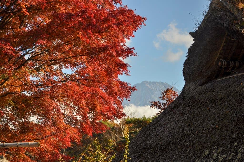 西湖野鳥の森公園 – 富士河口湖町