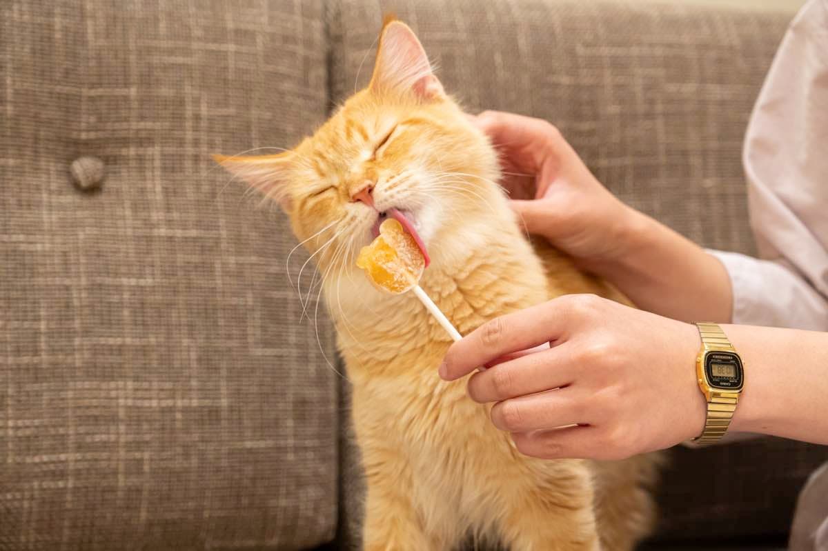 猫カフェMOCHAイオンモール甲府昭和店