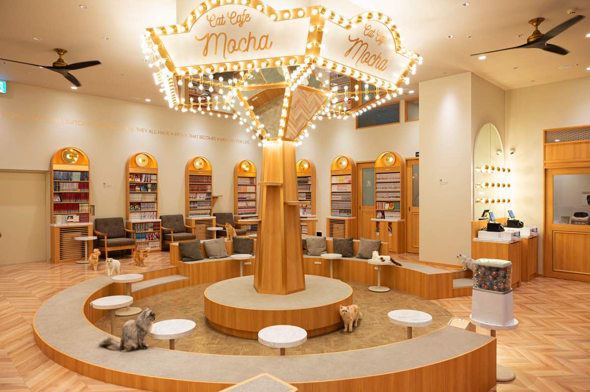 猫カフェMOCHAイオンモール甲府昭和店2023年6月7日オープン!可愛らしい猫ちゃんたちに思わず悶絶♡