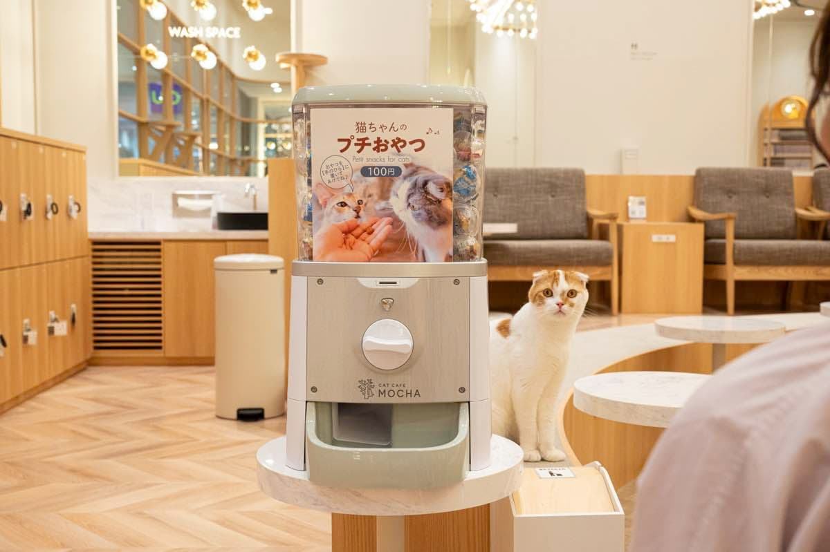 猫カフェMOCHAイオンモール甲府昭和店