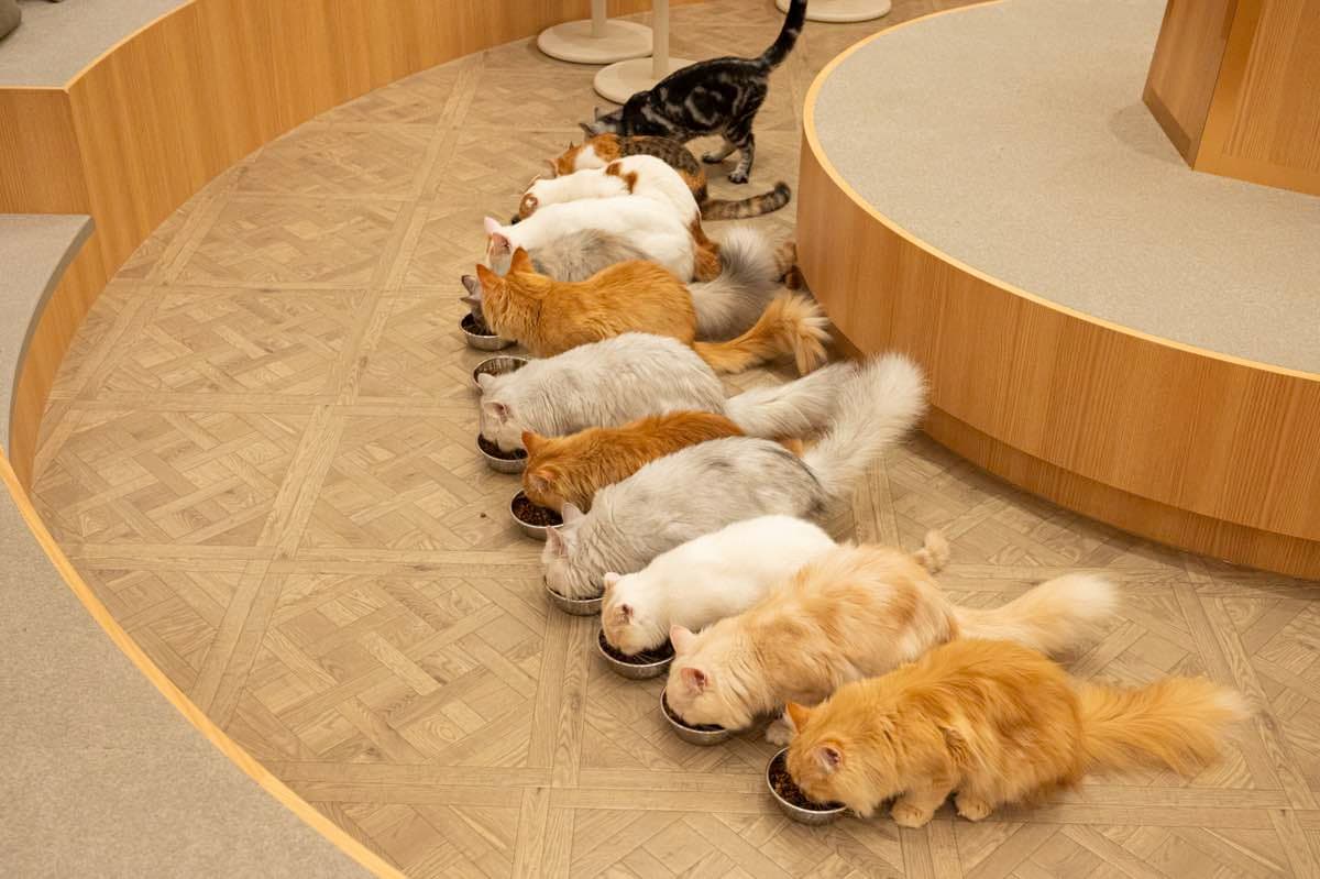 猫カフェMOCHAイオンモール甲府昭和店