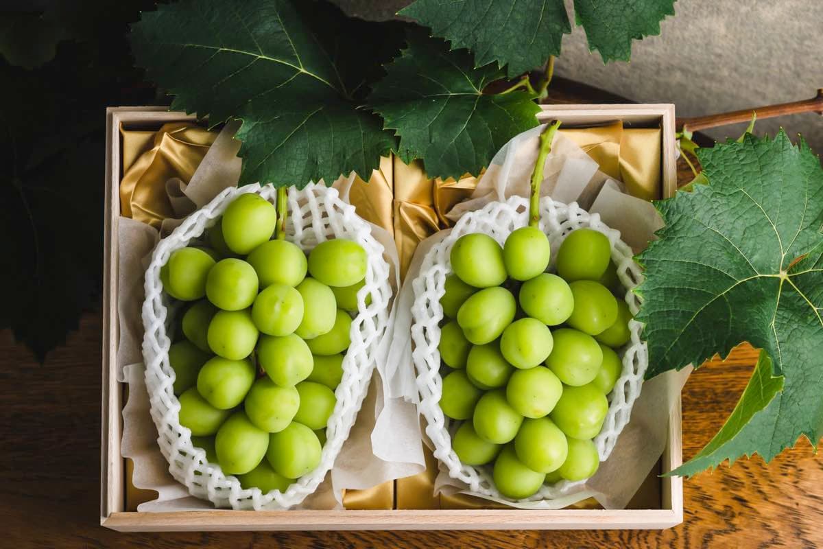 CASA FRUTTA(カーザ フルッタ)