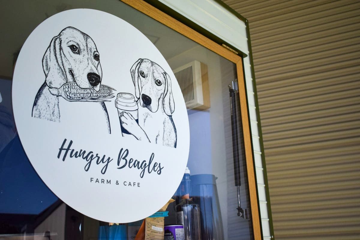 Hungry Beagles