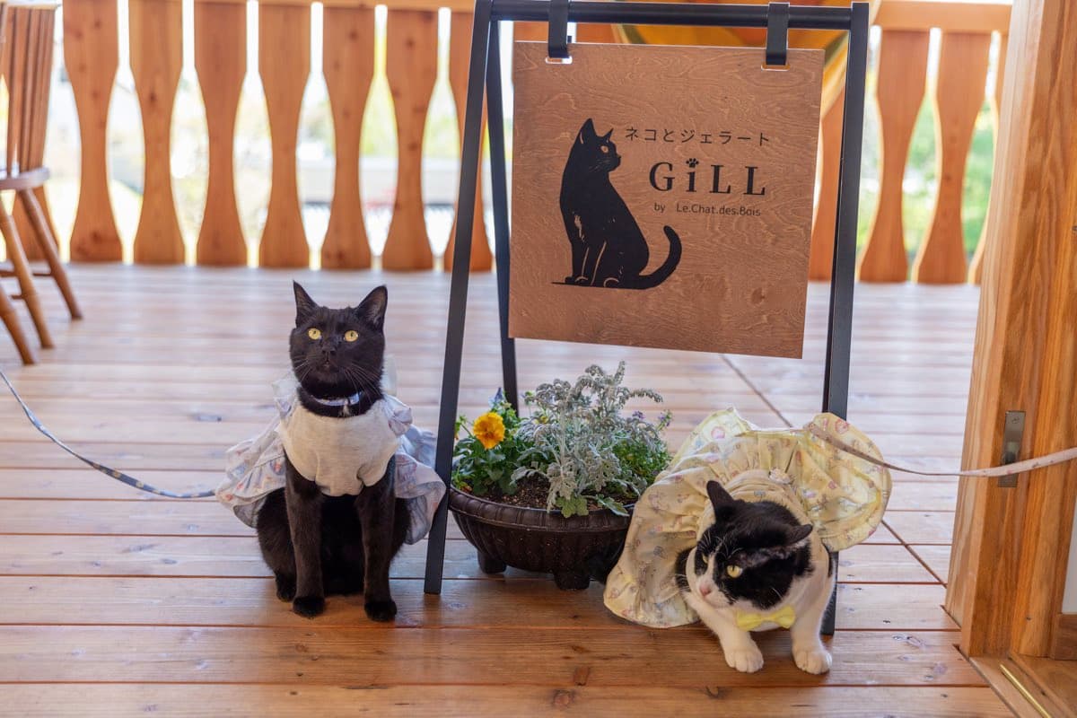 GiLL by le.chat.des.bois
