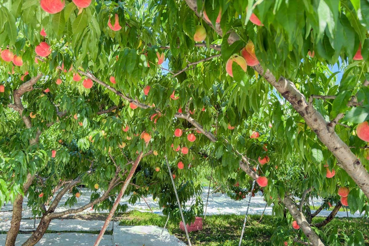 久保田農園