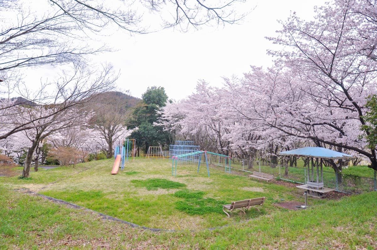 市川公園の桜【市川三郷町】