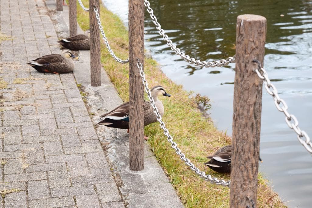 みさか桃源郷公園 5