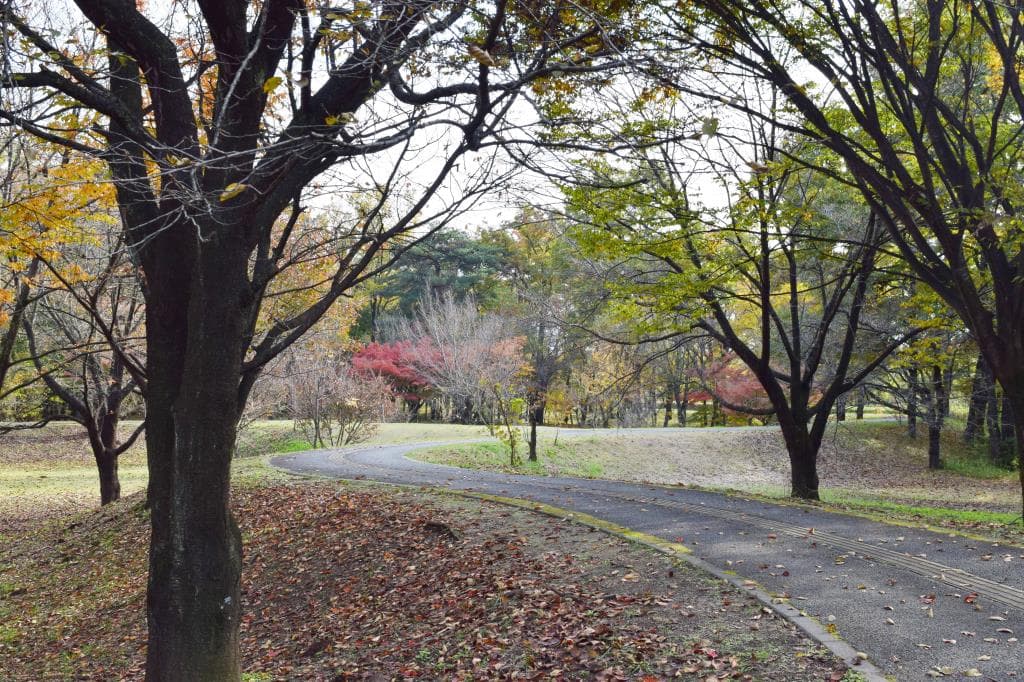 金川の森 5