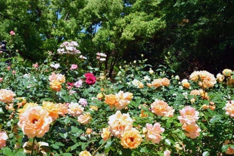 芸術の森公園 4