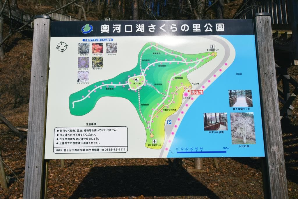 奥河口湖さくらの里公園 5