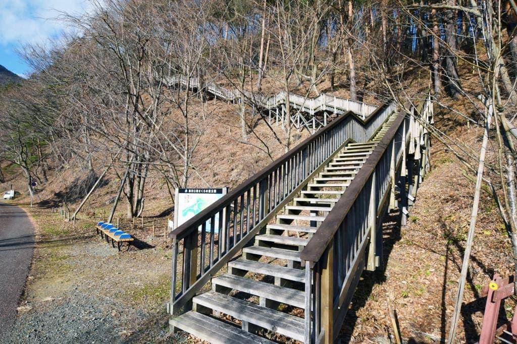 奥河口湖さくらの里公園 2