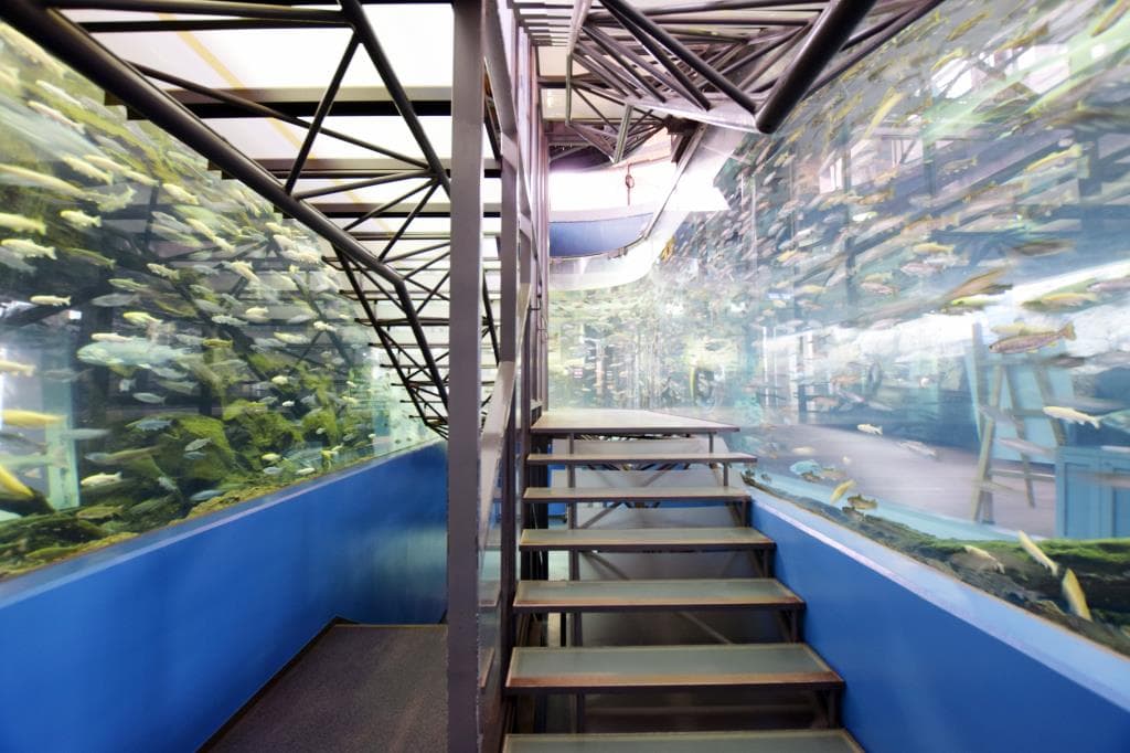 富士湧水の里水族館(森の中の水族館。) 4