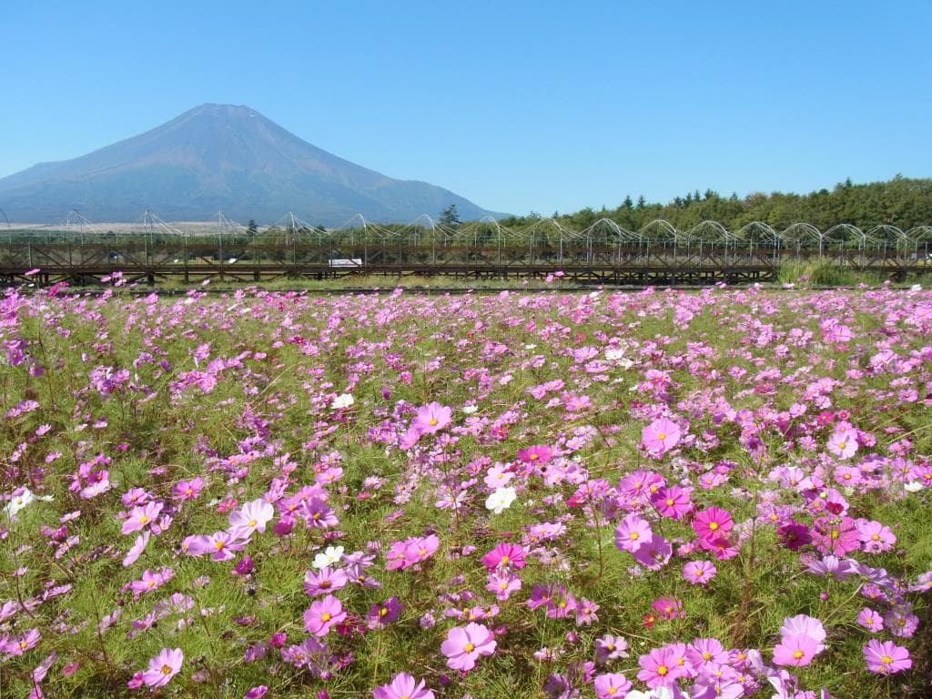 山中湖 花の都公園 2