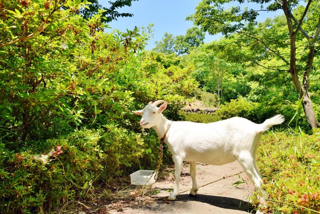 オオムラサキ自然公園 5