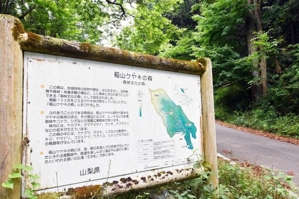 稲山ケヤキの森 1