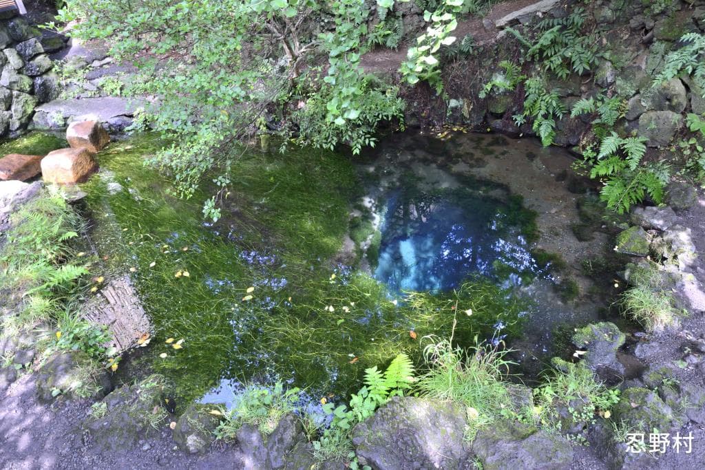 忍野八海 5