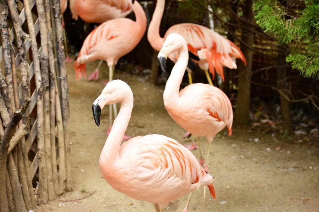 甲府市遊亀公園附属動物園 3