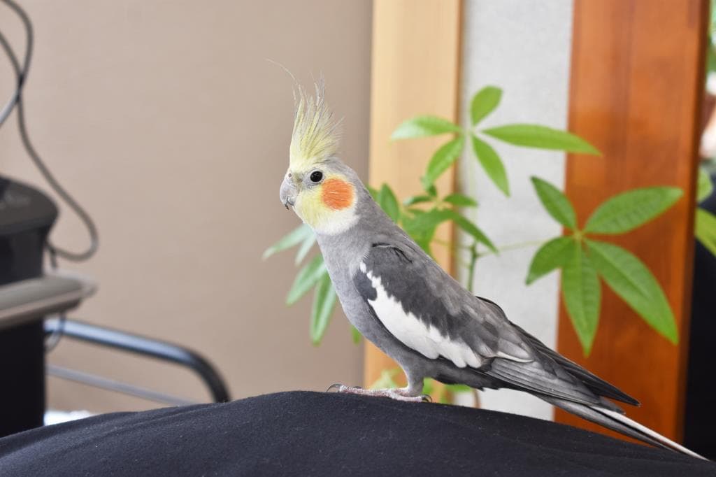 Cocochi HairMake&Spa 5
