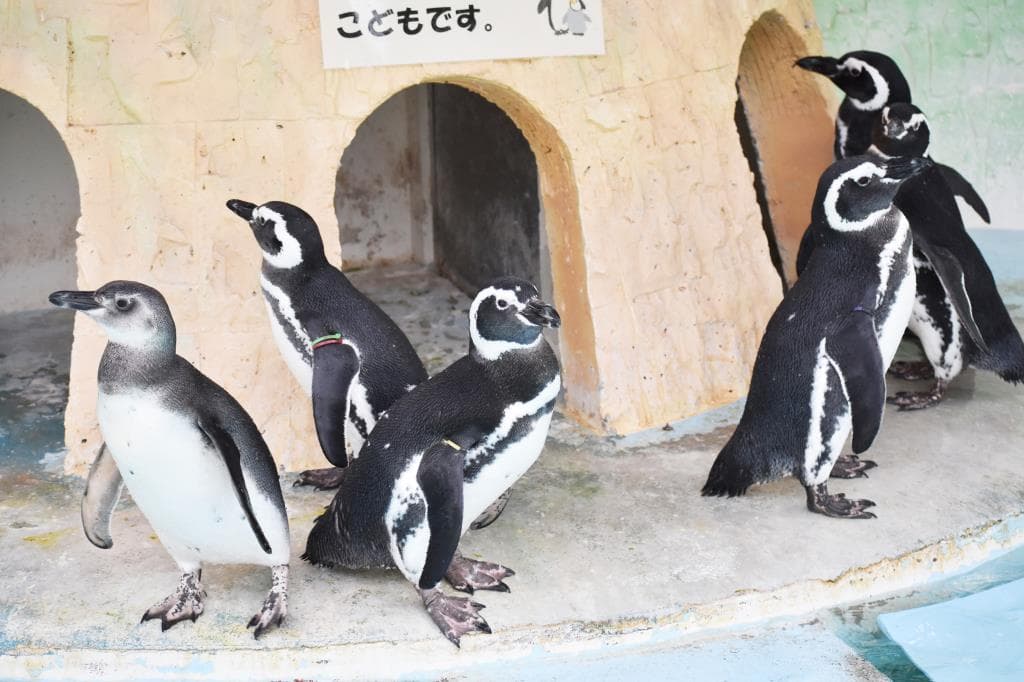 甲府市遊亀公園附属動物園 5