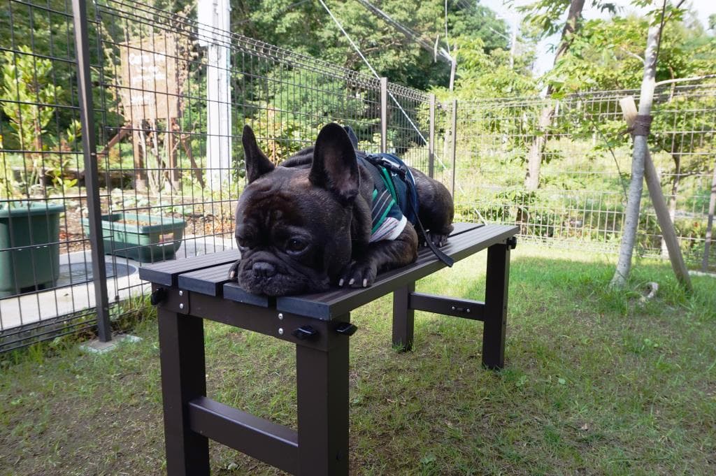 Cafe Kai with dogs yatsugatake 4
