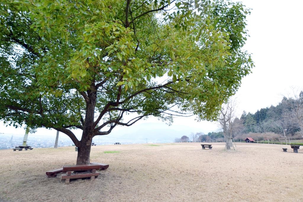 山梨県森林総合研究所 芝生広場 4