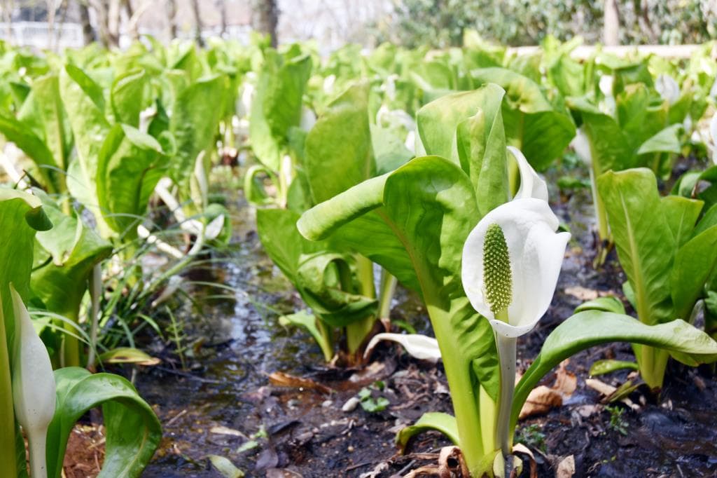 藤垈の滝 大窪いやしの杜公園 5
