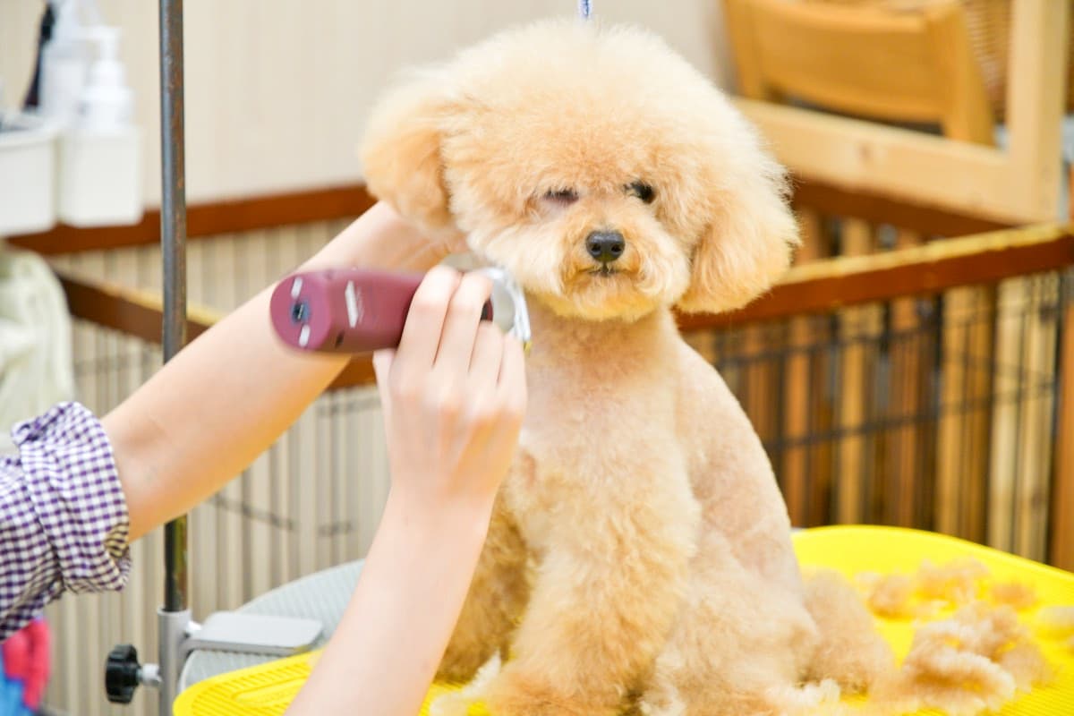 Dog care salon inucocoro+ 2