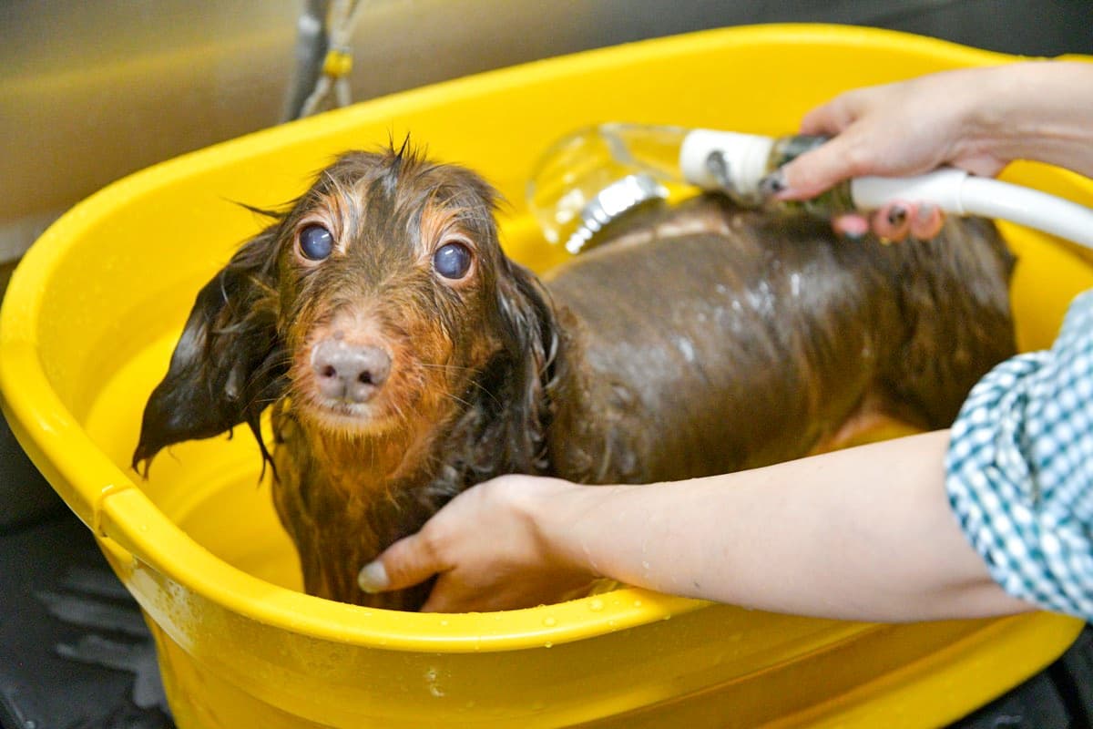 Dog care salon inucocoro+ 3
