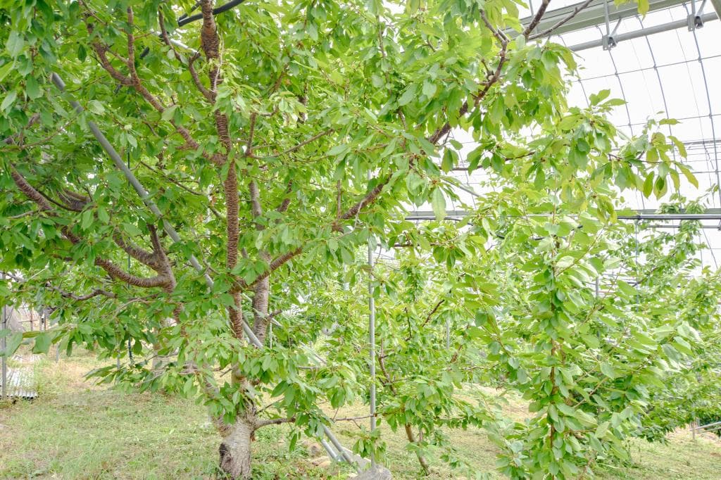 いいじまフルーツ観光園 4
