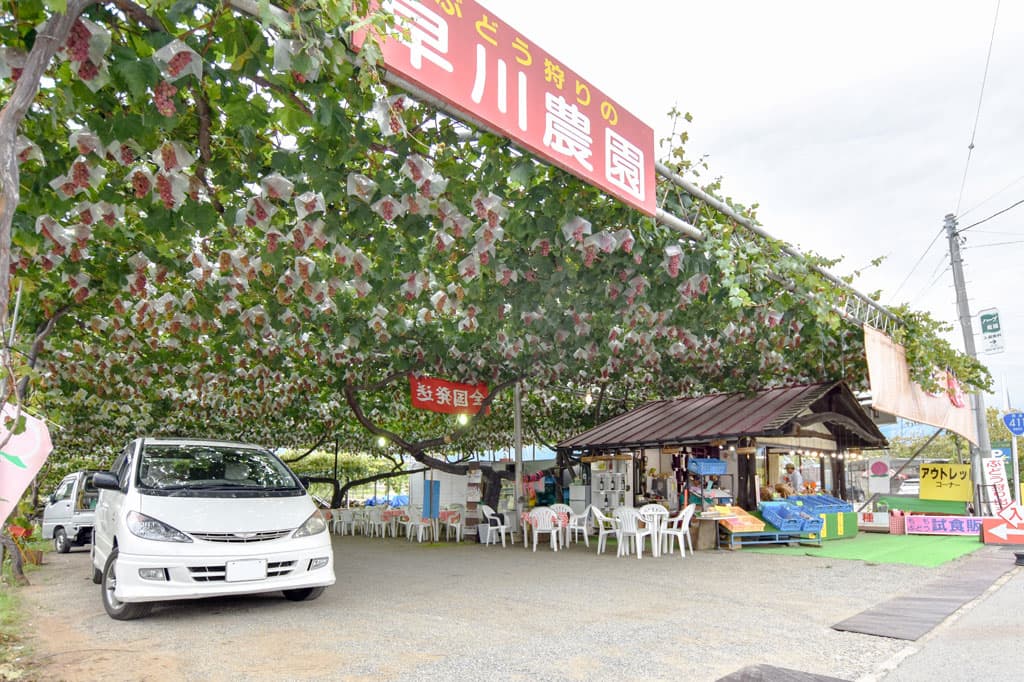 早川農園 1