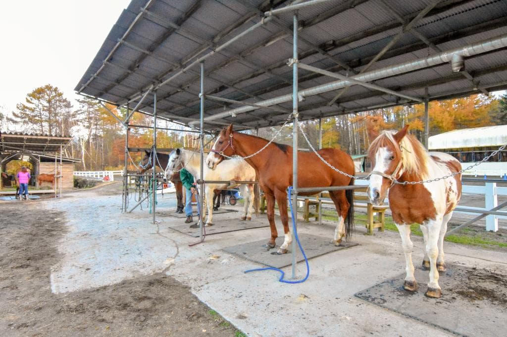 ウエスタン乗馬クラブ パディーフィールド 4