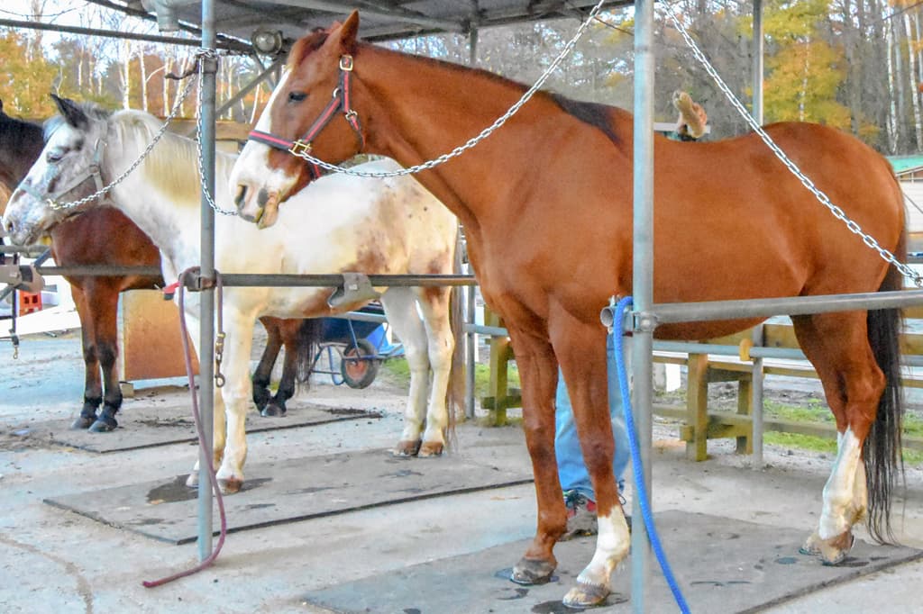 ウエスタン乗馬クラブ パディーフィールド 3