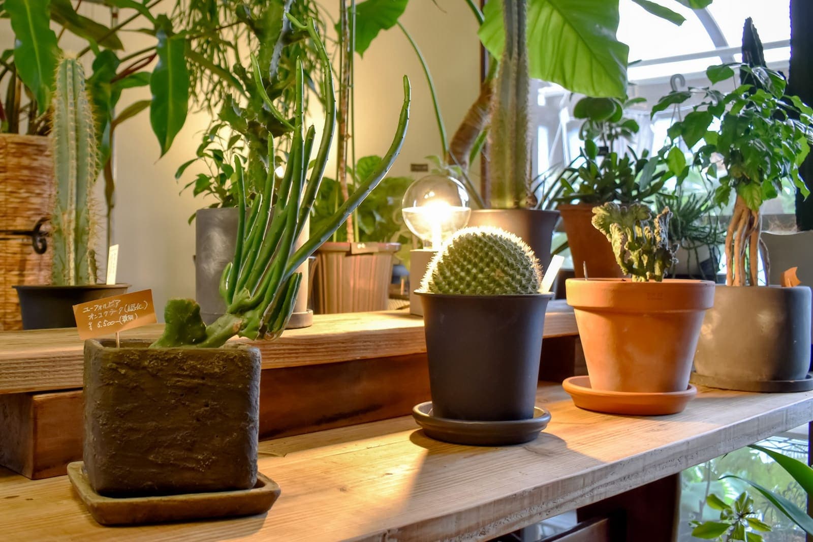 Bio Green Market 3