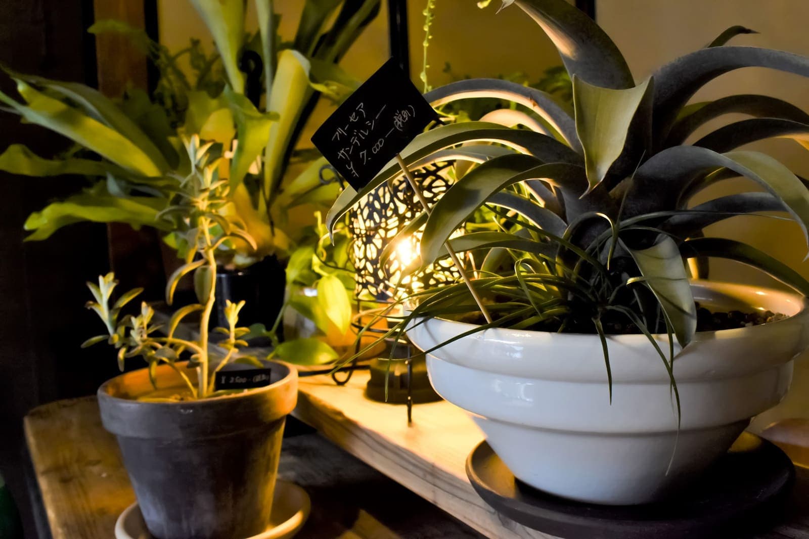 Bio Green Market 4