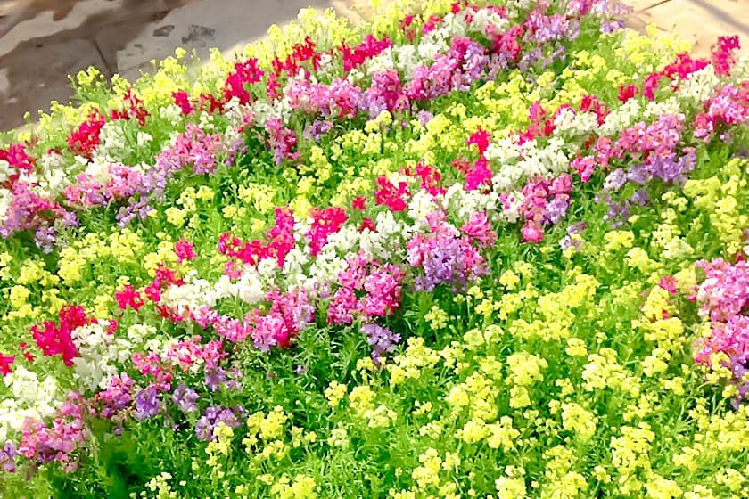 八ヶ岳花の小道 4