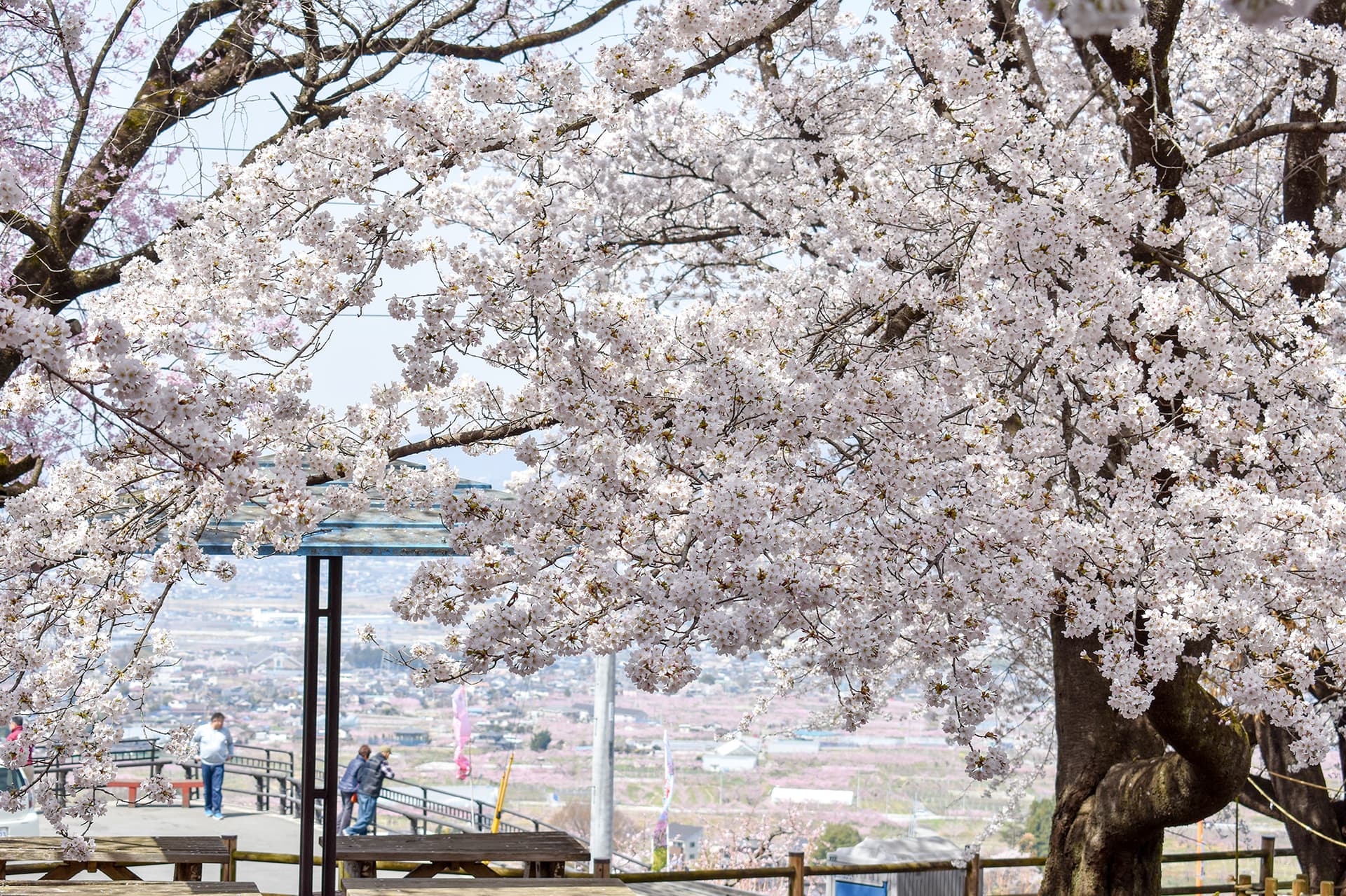 花鳥山一本杉公園の桜【笛吹市】 1