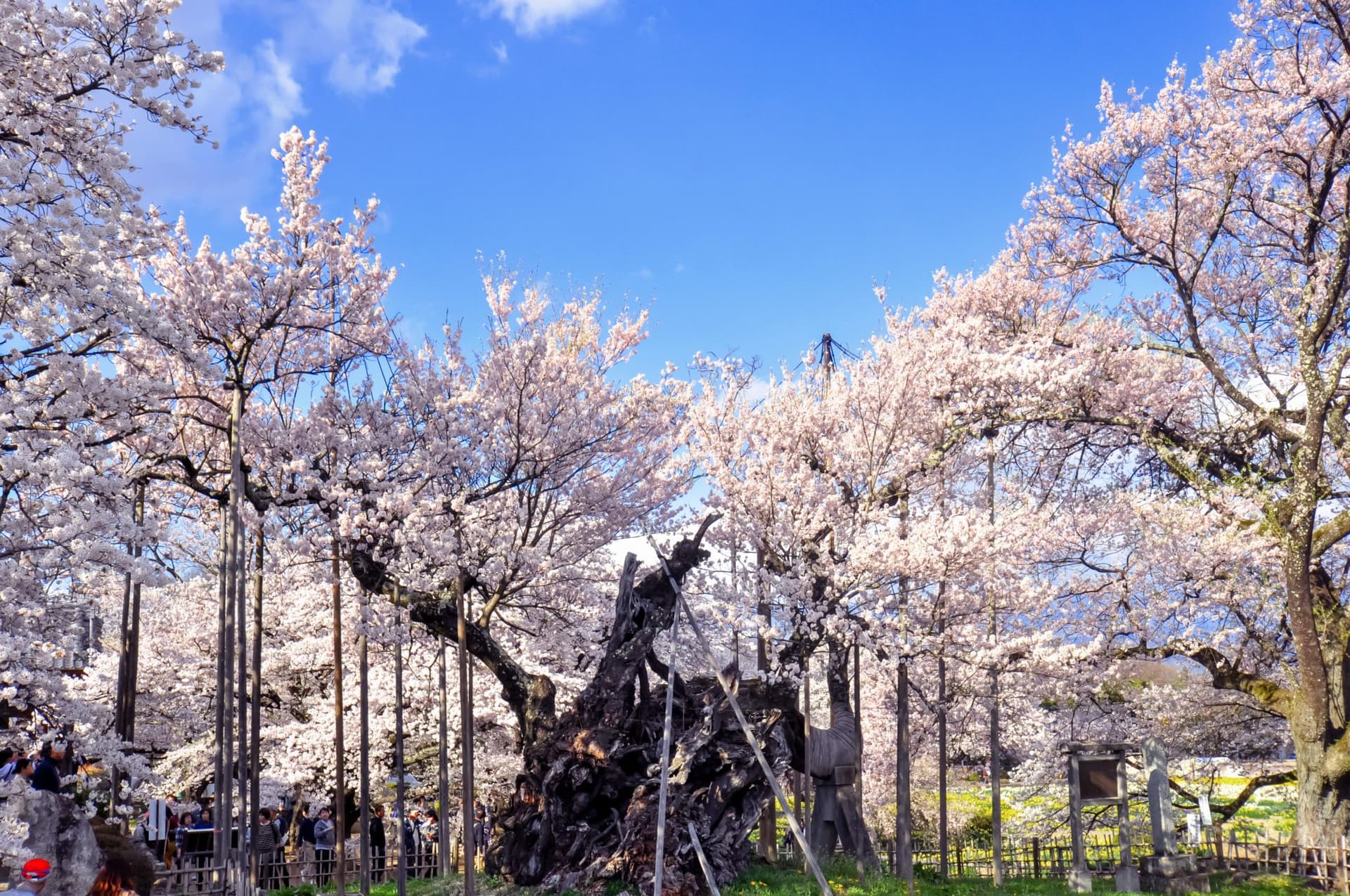 山高神代桜【北杜市】 1