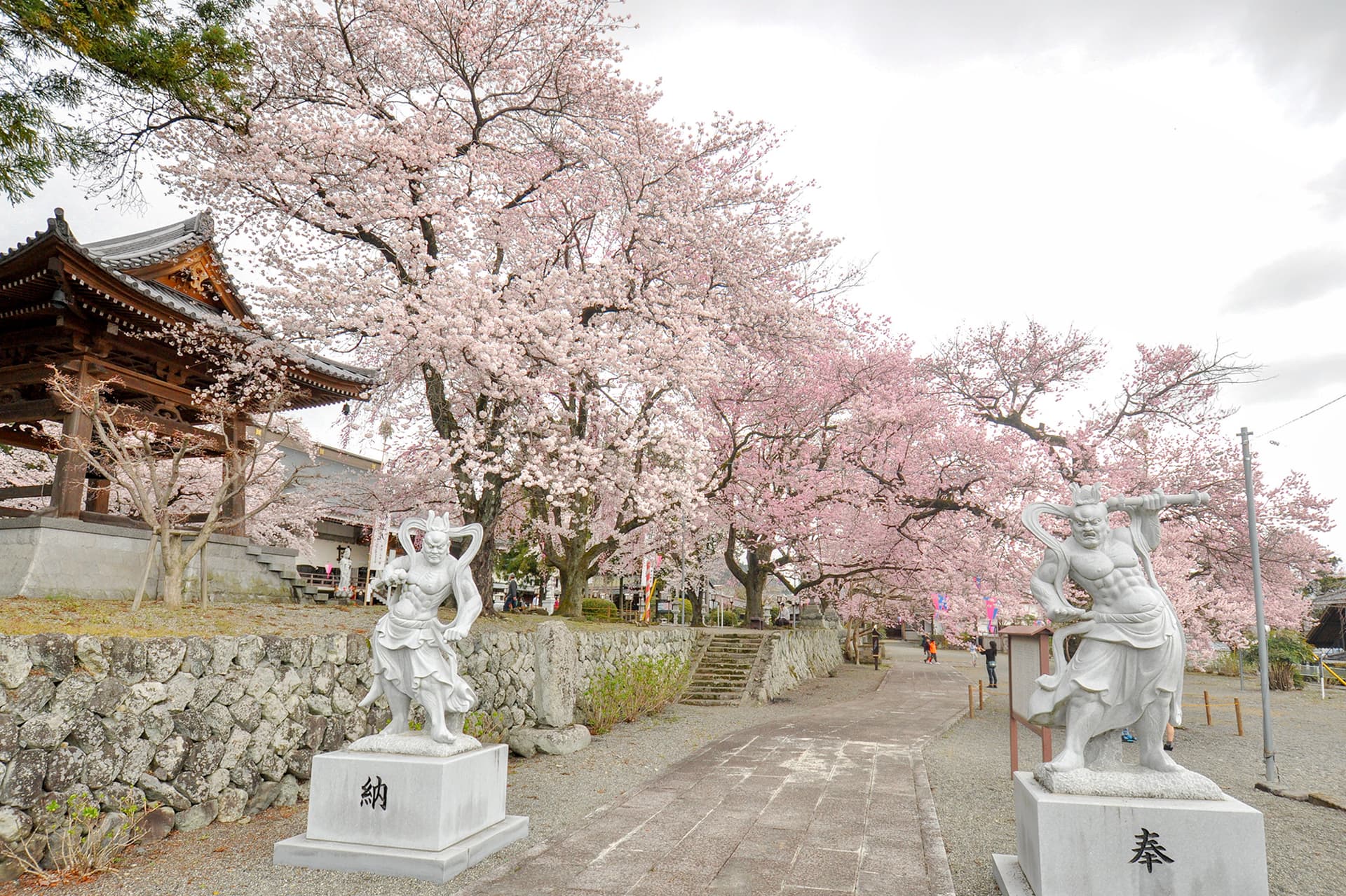 妙了寺の桜【南アルプス市】 1