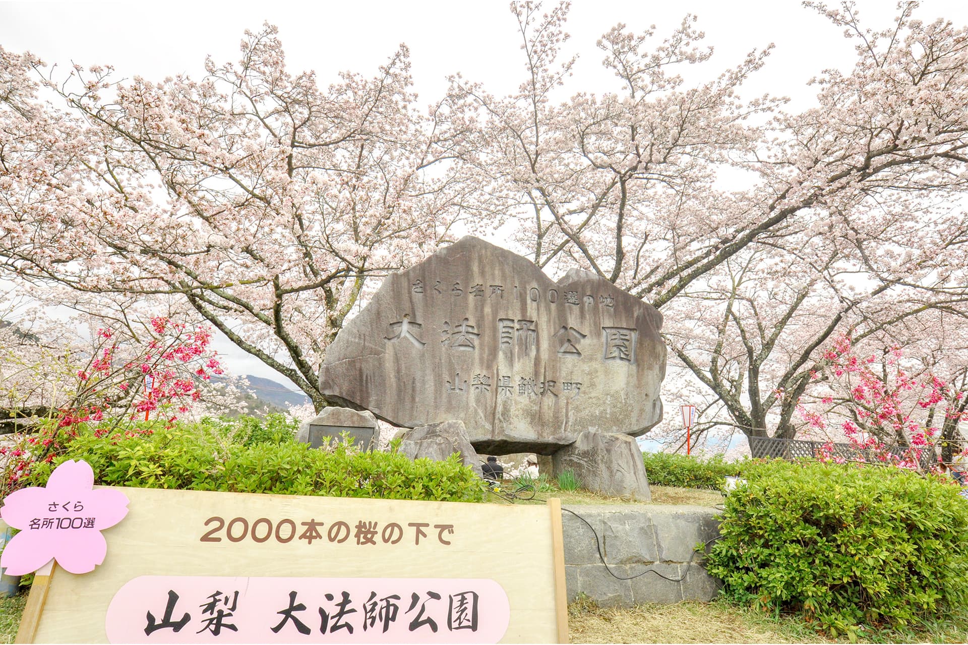 大法師公園の桜【富士川町】 1
