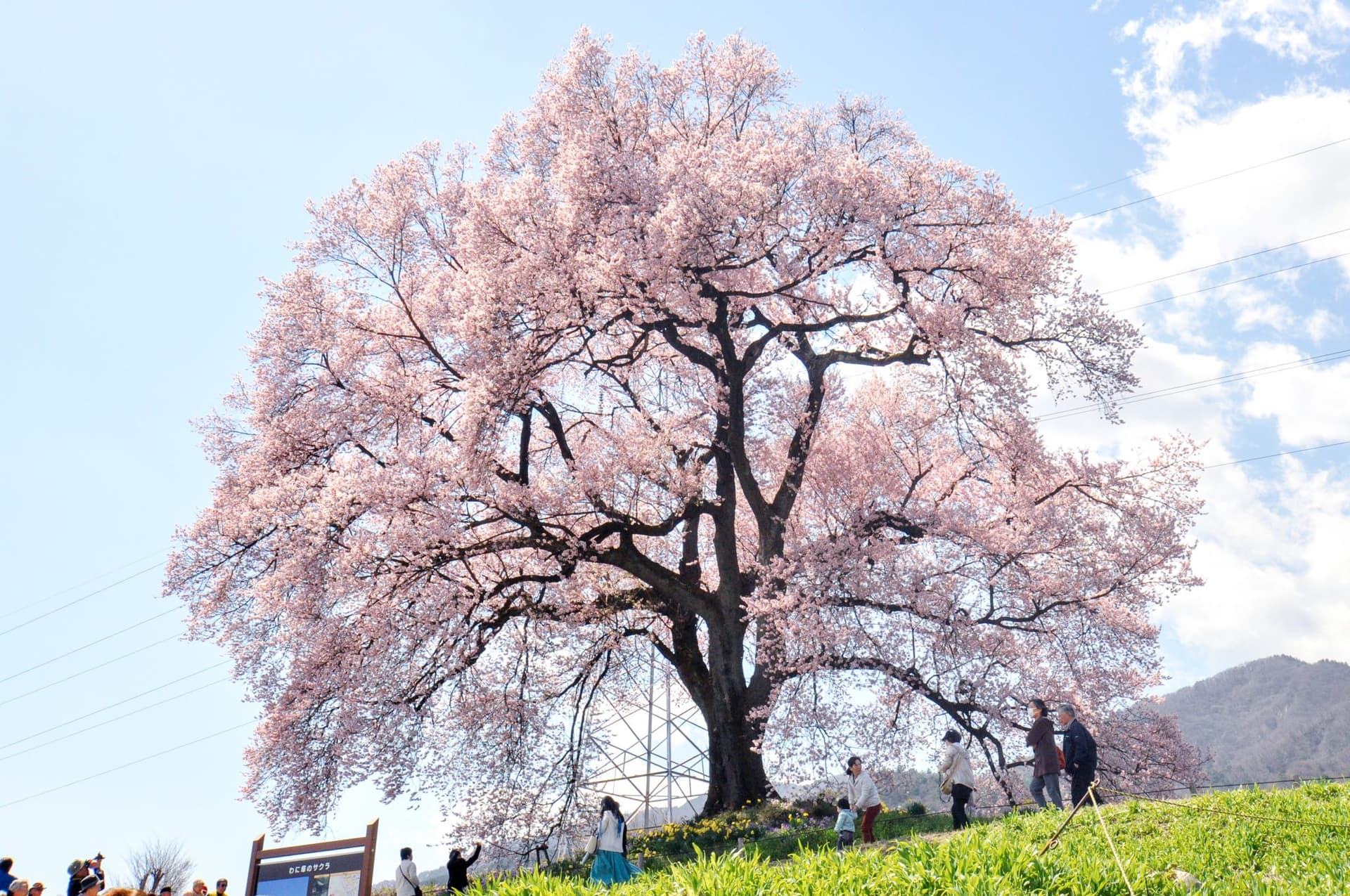 わに塚の桜【韮崎市】 1