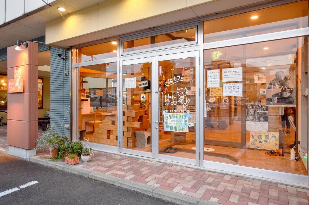 猫カフェ Hako bu neco 1